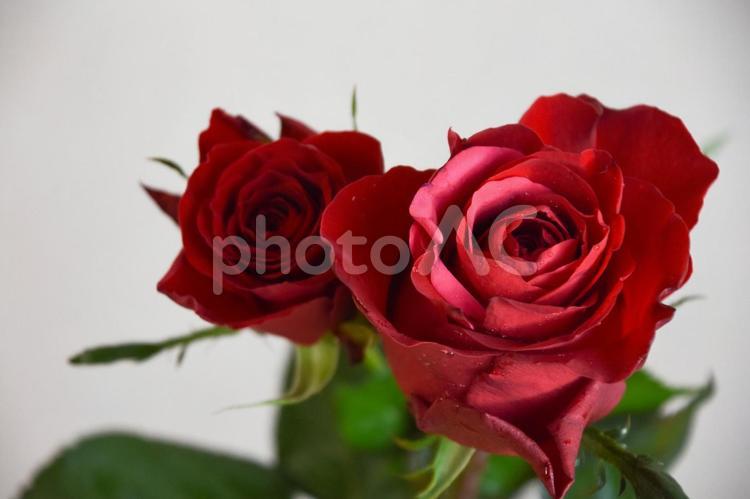 赤い薔薇 ばら,薔薇,美しいの写真素材
