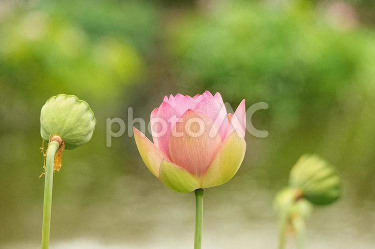 咲いたハスと蕾 ハス,ピンク,花の写真素材