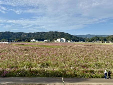 福井県 曇り空と宮ノ下コスモス公苑 福井県 曇り空と宮ノ下コスモス公苑 コスモス,福井県,宮ノ下コスモス公苑の写真素材
