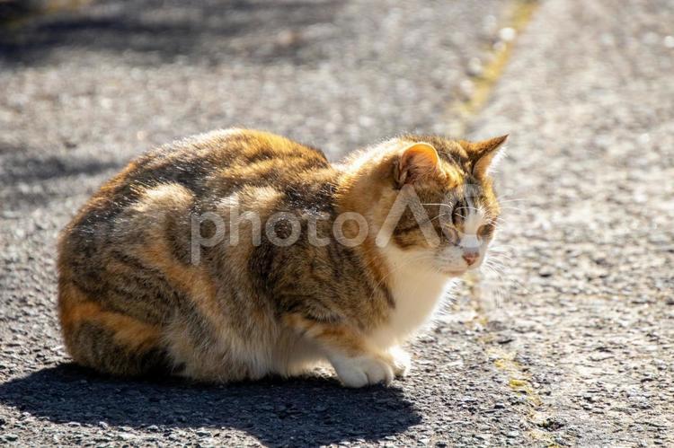 長崎市民の森で出会ったネコ05 猫,ネコ,ねこの写真素材