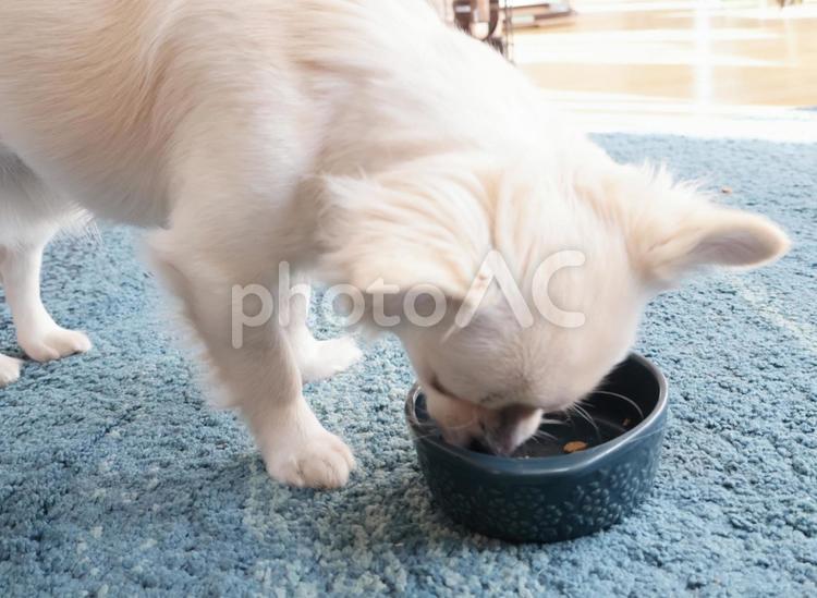 お皿に顔を入れて餌を食べるチワワ 犬,子犬,チワワの写真素材