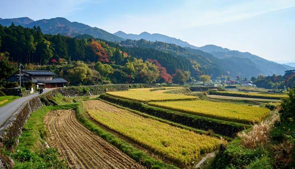 稲穂が実る田園風景 稲穂が実る田園風景の写真