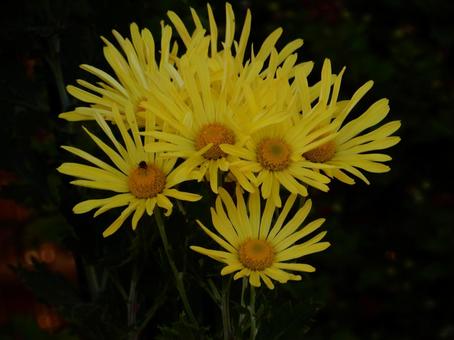 【風景写真】福山菊花展覧会の風景 キク,菊,菊花展の写真素材