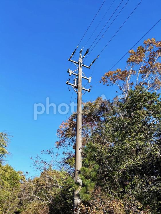 電柱と木々と青空 電柱,電線,電気の写真素材