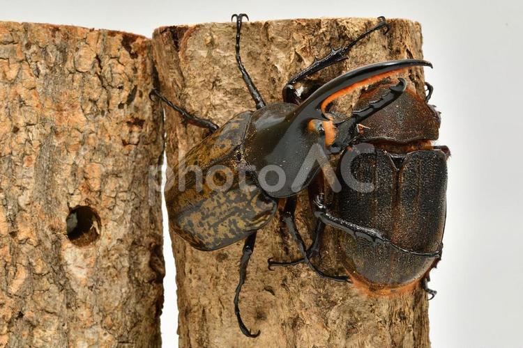 ヘラクレスオオカブト 生物,昆虫,虫の写真素材