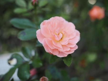 バラ園にてかわいい薔薇を撮った写真です バラ園にてかわいい薔薇を撮った写真ですの写真