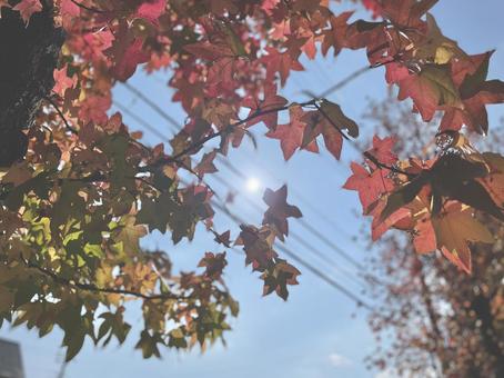 紅葉 紅葉の写真