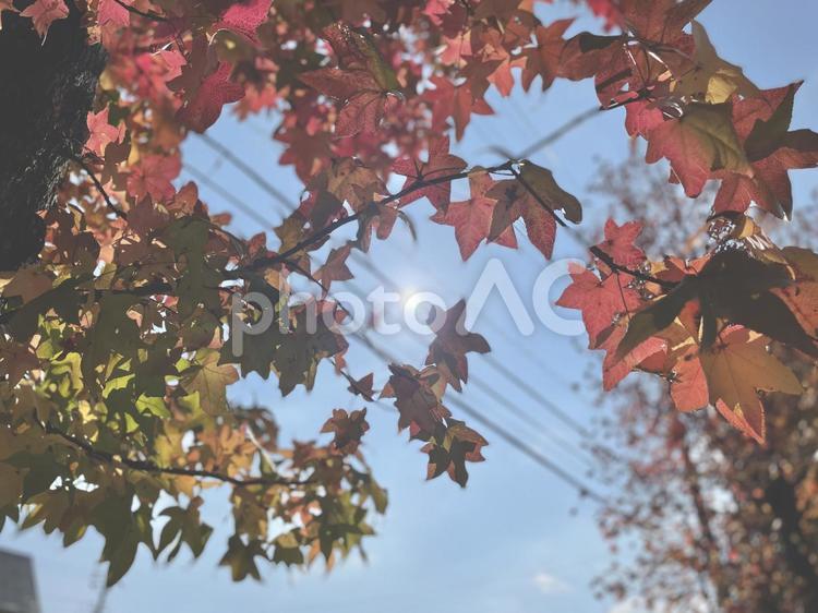 紅葉 紅葉,秋,木の写真素材