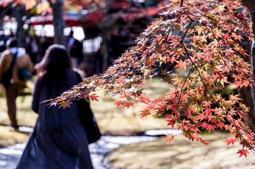 ［季節のイメージ］秋｜紅葉｜もみじ｜人物の写真