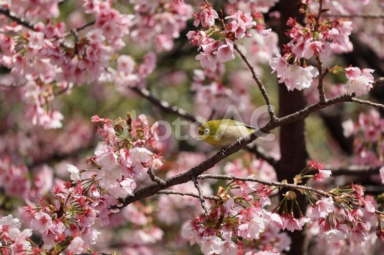 満開の大寒桜の枝にとまるメジロ 満開,大寒桜,枝の写真素材
