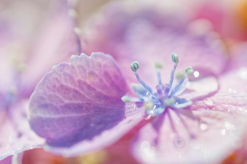 Hydrangea with full flowers in bloom, JPG