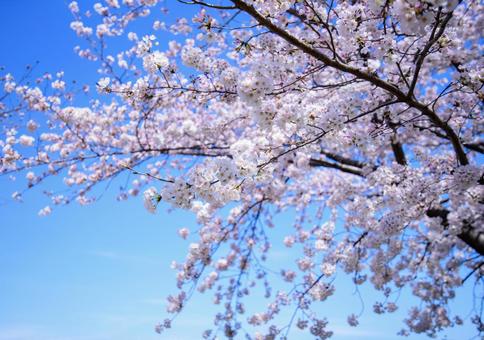 桜と青空の写真