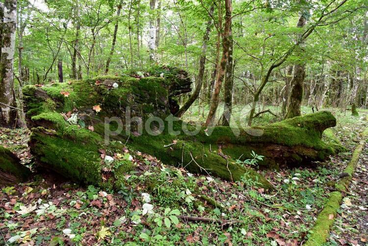 苔に覆われた木 苔,コケ,こけの写真素材