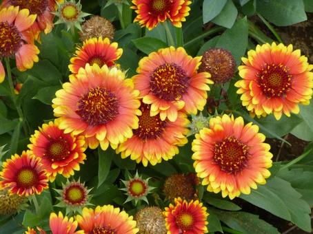 色味が派手な花壇のガイラルディアの花 色味が派手な花壇のガイラルディアの花の写真