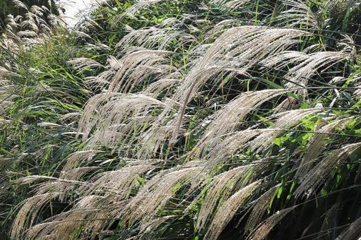 初秋のススキ 屋外,自然,秋の写真素材