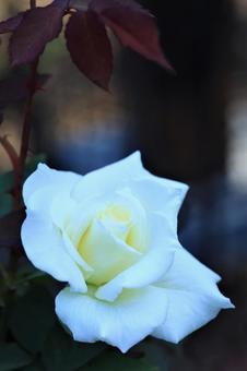 薔薇 薔薇の写真