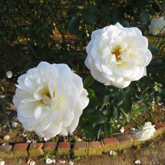 白い花びらが幾重にも重なる花壇のバラ 白い花びらが幾重にも重なる花壇のバラ バラ,花,植物の写真素材