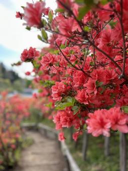 Azalea, JPG Azalea, JPG