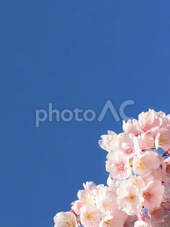 春のイメージ　桜のフレーム 卒業,入学,入園の写真素材