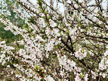 Photo, yuslaume, flower, spring, 