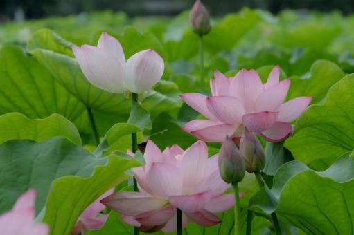 lotus, JPG