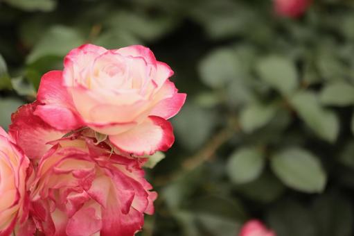 バラ園に咲く綺麗な薔薇を撮りました バラ園に咲く綺麗な薔薇を撮りましたの写真