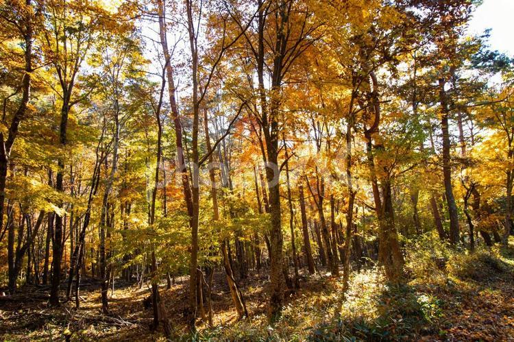 秋の気配が漂う色づき始めた雑木林 秋,紅葉,森の写真素材