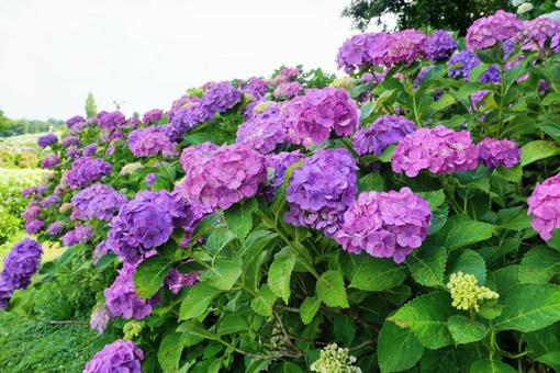 紫陽花 紫陽花の写真