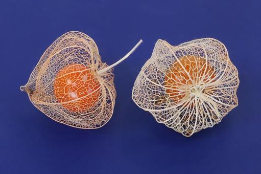 網ホオズキと赤い実 網ホオズキと赤い実の写真