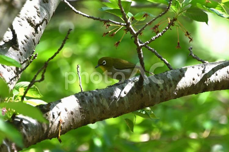 メジロが虫を食べに桜の木に メジロ,野鳥,かわいいの写真素材