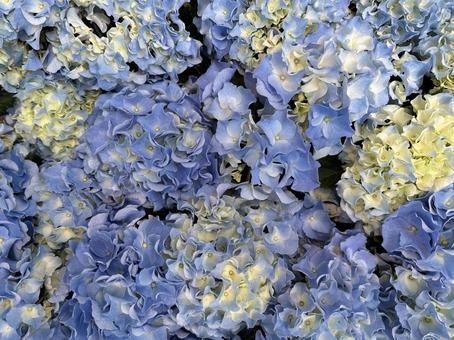 紫陽花 紫陽花の写真