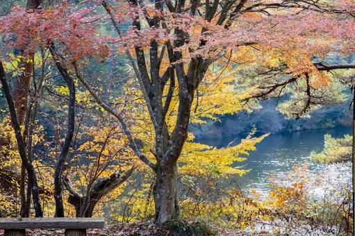 紅葉した木々 紅葉,秋,風景の写真素材
