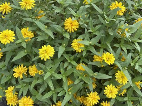 マリーゴールドの花。 マリーゴールドの花。 マリーゴールド,花壇,ガーデニングの写真素材