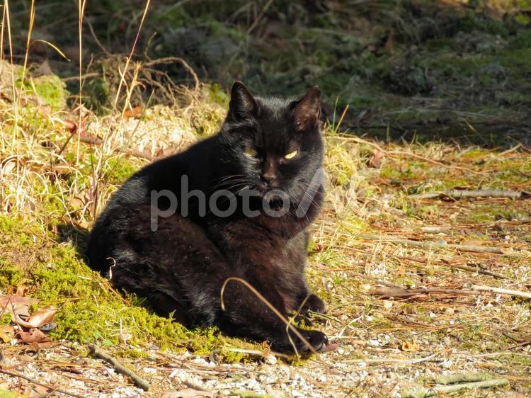 お座りしてこちらを見つめる猫 猫,ネコ,ねこの写真素材