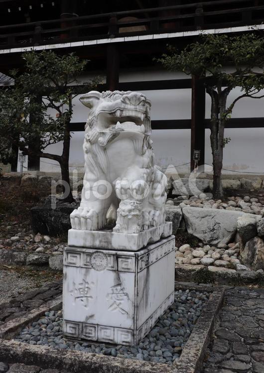 近江神宮　狛犬 近江神宮,狛犬,天智天皇の写真素材