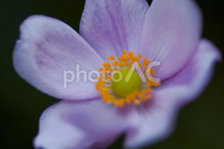 ピンクの秋明菊の花クローズアップ 秋明菊,花,ピンクの写真素材