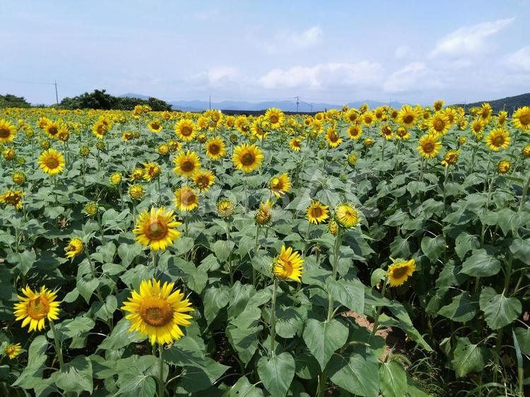 ひまわり畑 ひまわり,ヒマワリ,サンフラワーの写真素材