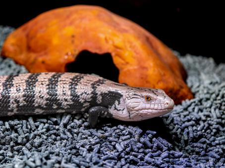 アオジタトカゲのアップの写真