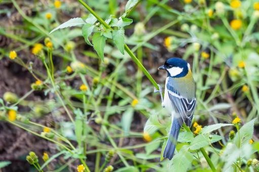シジュウカラ(125) 野鳥,鳥,シジュウカラの写真素材