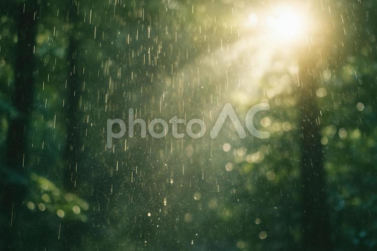 木漏れ日と霧雨 木漏れ日,雨,霧雨の写真素材