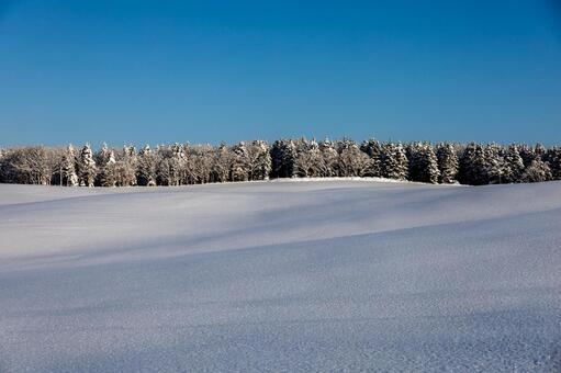 深い青い縞模様の雪原と夜明けのシルエット 雪原,雪,冬の写真素材