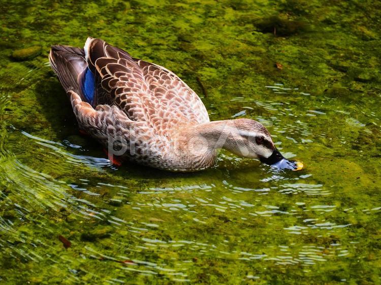 小石川後楽園の池を泳ぐカルガモ 鳥,野鳥,カルガモの写真素材