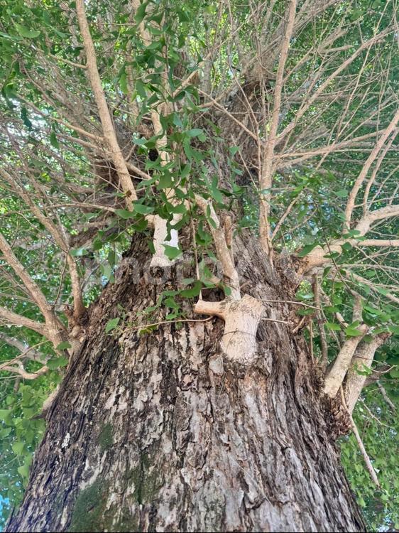 大きなイチョウの木 大きな木,青空,自然の写真素材