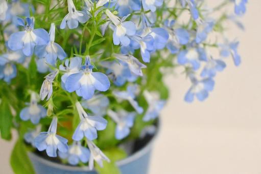 水色の花01 水色の花01の写真