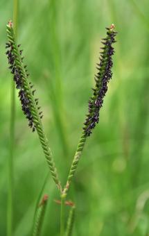 アメリカスズメノヒエ アメリカスズメノヒエ,亜米利加雀の稗,オニスズメノヒエの写真素材