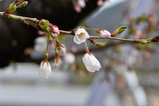 サクラ 06 サクラ 06の写真