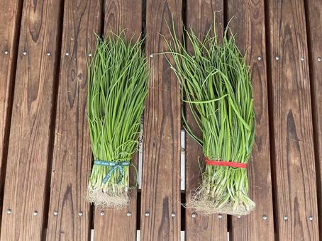 玉ねぎの苗 玉ねぎ,苗,束の写真素材