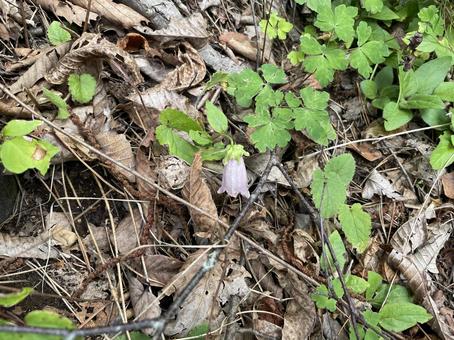 落ち葉の中のホタルブクロ 落ち葉の中のホタルブクロ ホタルブクロ,蛍袋,山野草の写真素材