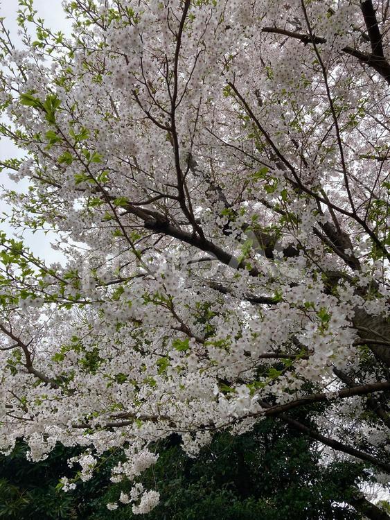 桜　満開のソメイヨシノ 桜,花,ソメイヨシノの写真素材