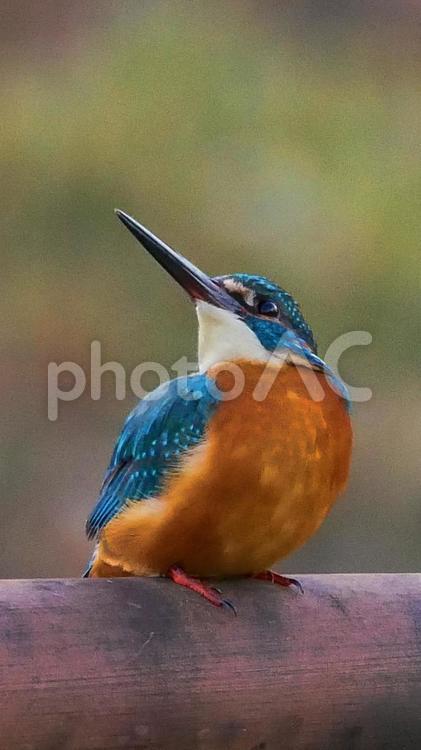 透明感のあるカワセミ カワセミ,野鳥,小鳥の写真素材